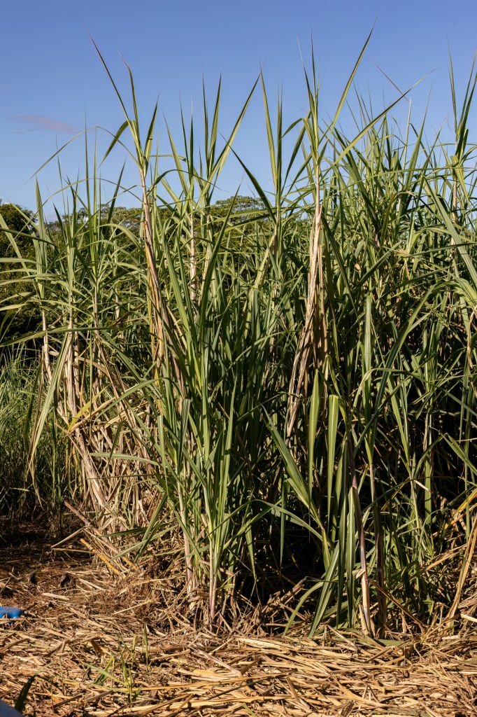 Brazilian sugar cane